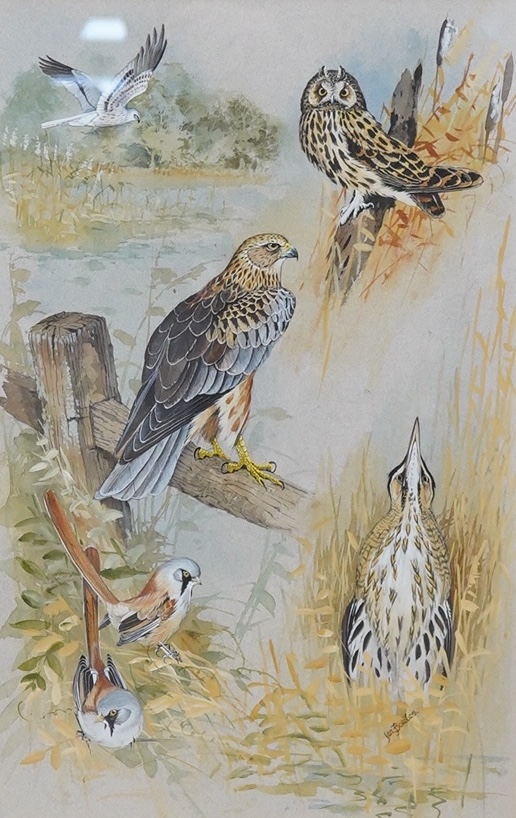 Ian Bowles (1947-2018), watercolour, Study of birds including owl and buzzard, signed, 49 x 31cm. Condition - good